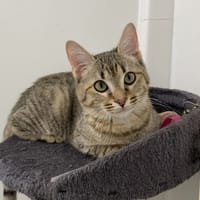 YÀN, chat à adopter