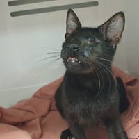 CHOUNGI CHA, chat à adopter