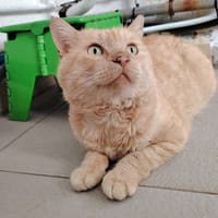 RONFLEX, chat à adopter