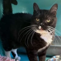 LOUSKI, chat à adopter