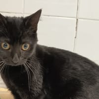 FLUFFY C, chatte à adopter