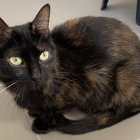 GRANNY, chatte à adopter