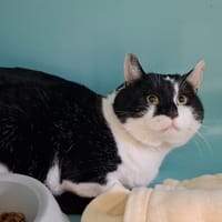 Oréo, chat à adopter