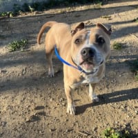 Roxy, chienne à adopter