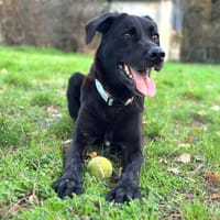 SIMBA, chien à adopter