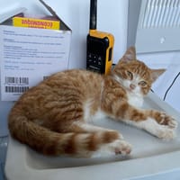Pumpkin, chat à adopter