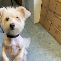 Scott, chien à adopter