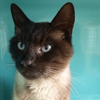 ALBUS C, chat à adopter