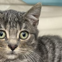 RICKY, chat à adopter