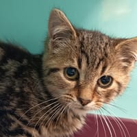 HARRY C, chat à adopter