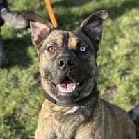 ROCKY, chien à adopter