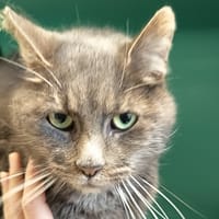 SIRIUS C, chat à adopter