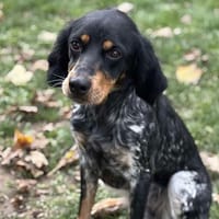 Violetta CAA14362, chienne à adopter