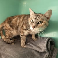 MINETTE C, chatte à adopter