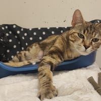DRIDRINE, chatte à adopter