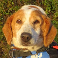 OURSON, chien à adopter