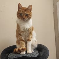 TOUPOU PAB28278, chat à adopter