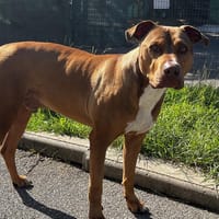 FINGERS VAA, chien à adopter