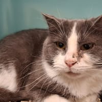 gisele, chatte à adopter