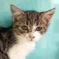 GINNY C, chatte à adopter