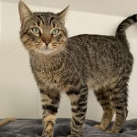 JONAGOLD, chat à adopter