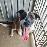 Aiboo, chien à adopter