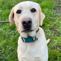 LEO, chien à adopter