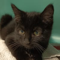 RON C, chat à adopter