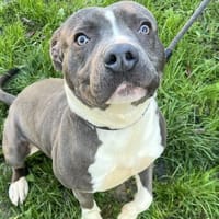 VIRGULE, chien à adopter