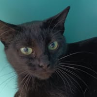 LILITH C, chatte à adopter