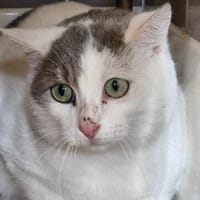 VADER, chat à adopter