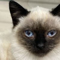 PIZZY, chat à adopter