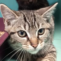 SEVERUS C, chat à adopter