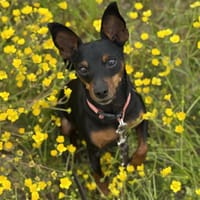 PRIMO HAA24436, chien à adopter