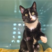 Yéti, chat à adopter