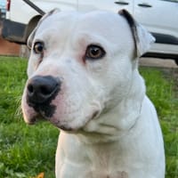 BEYDA, chienne à adopter