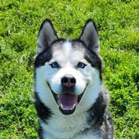 NORDMANN, chien à adopter