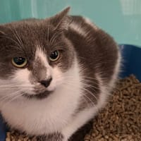 elisabeth, chatte à adopter
