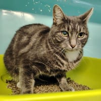 GRIZETTE, chatte à adopter