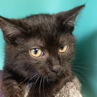 MINERVA C, chatte à adopter