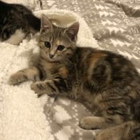 GIULIA, chatte à adopter