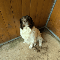 OLAF, chien à adopter