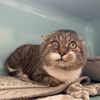 PHILIBERT, chat à adopter