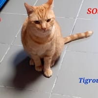 Tigrou Bis, chat à adopter