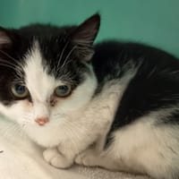 AGATHA C, chatte à adopter
