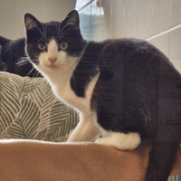 VOO DOO, chat à adopter