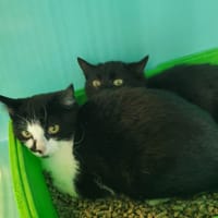 Reno, chatte à adopter