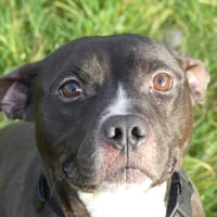 ARKO, chien à adopter