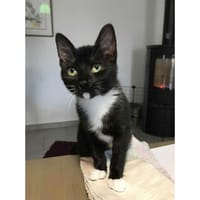 WAMIZ, chat à adopter