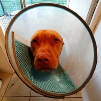 Roucky, chien à adopter